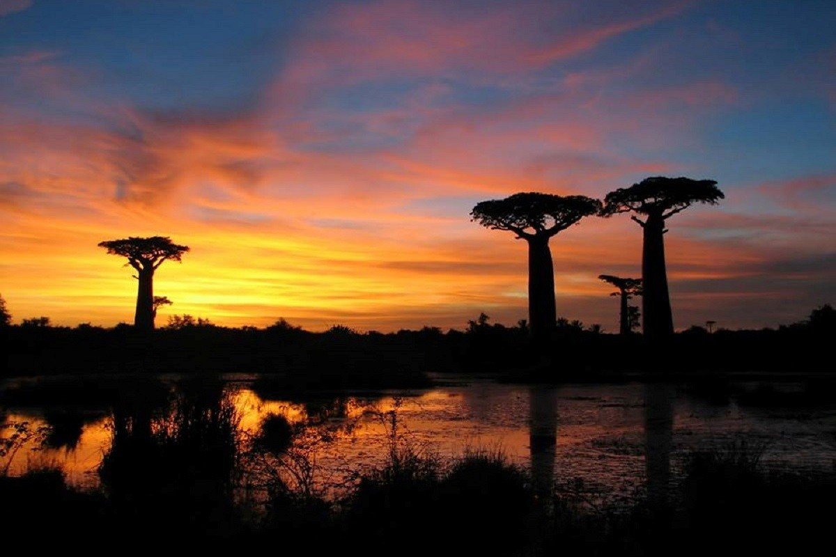 Allee des baobabs coucher de soleil