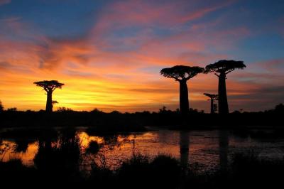 Allee des baobabs coucher de soleil