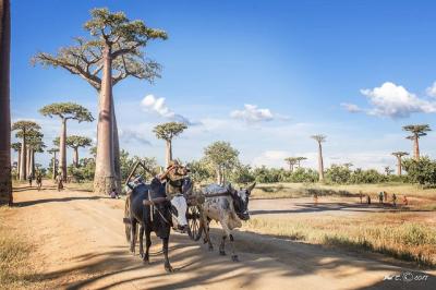 ALLEE DES BAOBABS PAR FREDERIC COTTEL