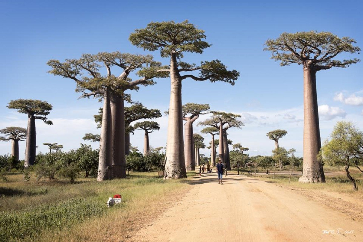 ALLEE DES BAOBABS PAR FREDERIC COTTEL