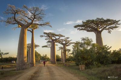 ALLEE DES BAOBABS PAR FREDERIC COTTEL