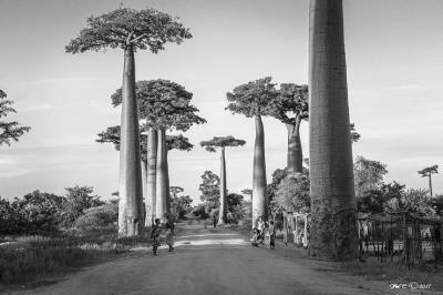 ALLEE DES BAOBABS PAR FREDERIC COTTEL