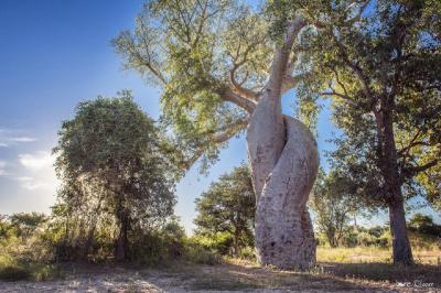 Baobab amoureux