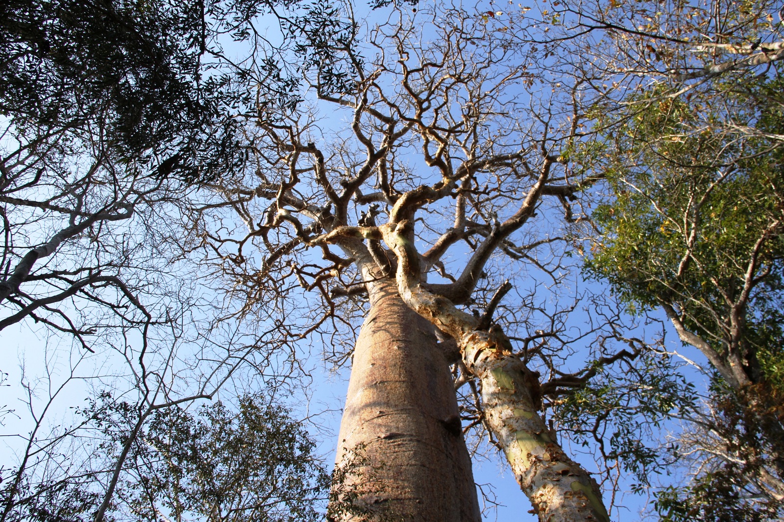 LA RESERVE FORESTIERE DE KIRINDY