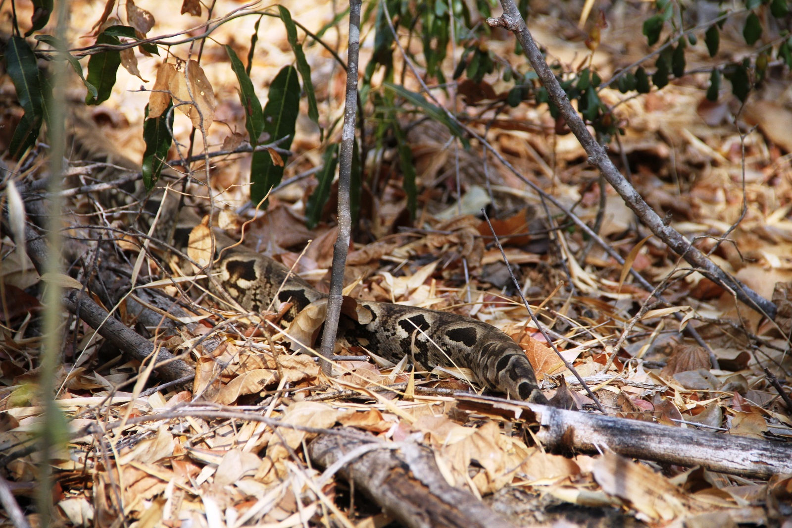 LA RESERVE FORESTIERE DE KIRINDY