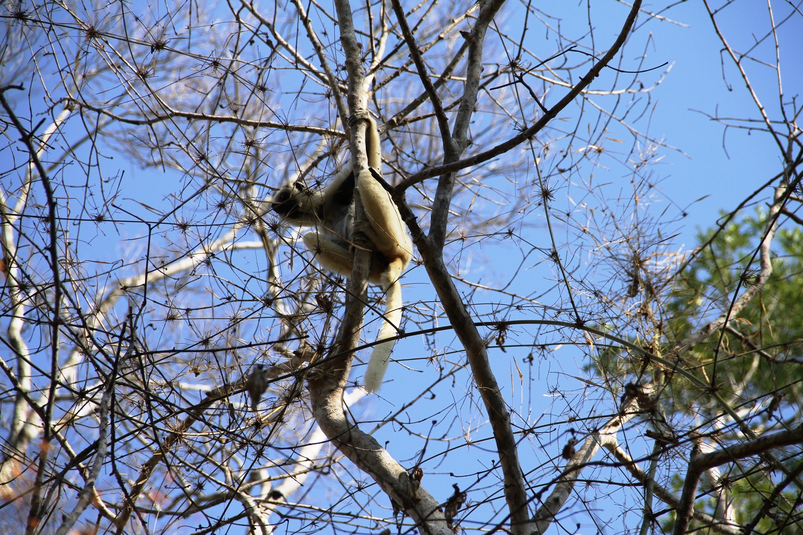 LA RESERVE FORESTIERE DE KIRINDY