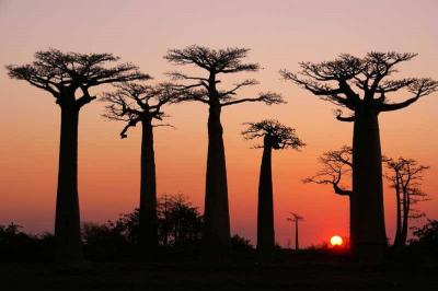 ALLEE DES BAOBABS