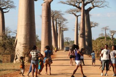 Allée des Baobabs par Morondava Autrement