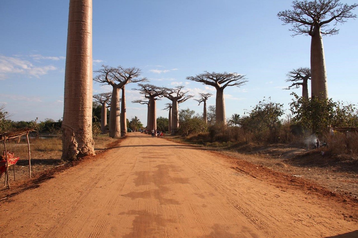 ALLEE DES BAOBABS