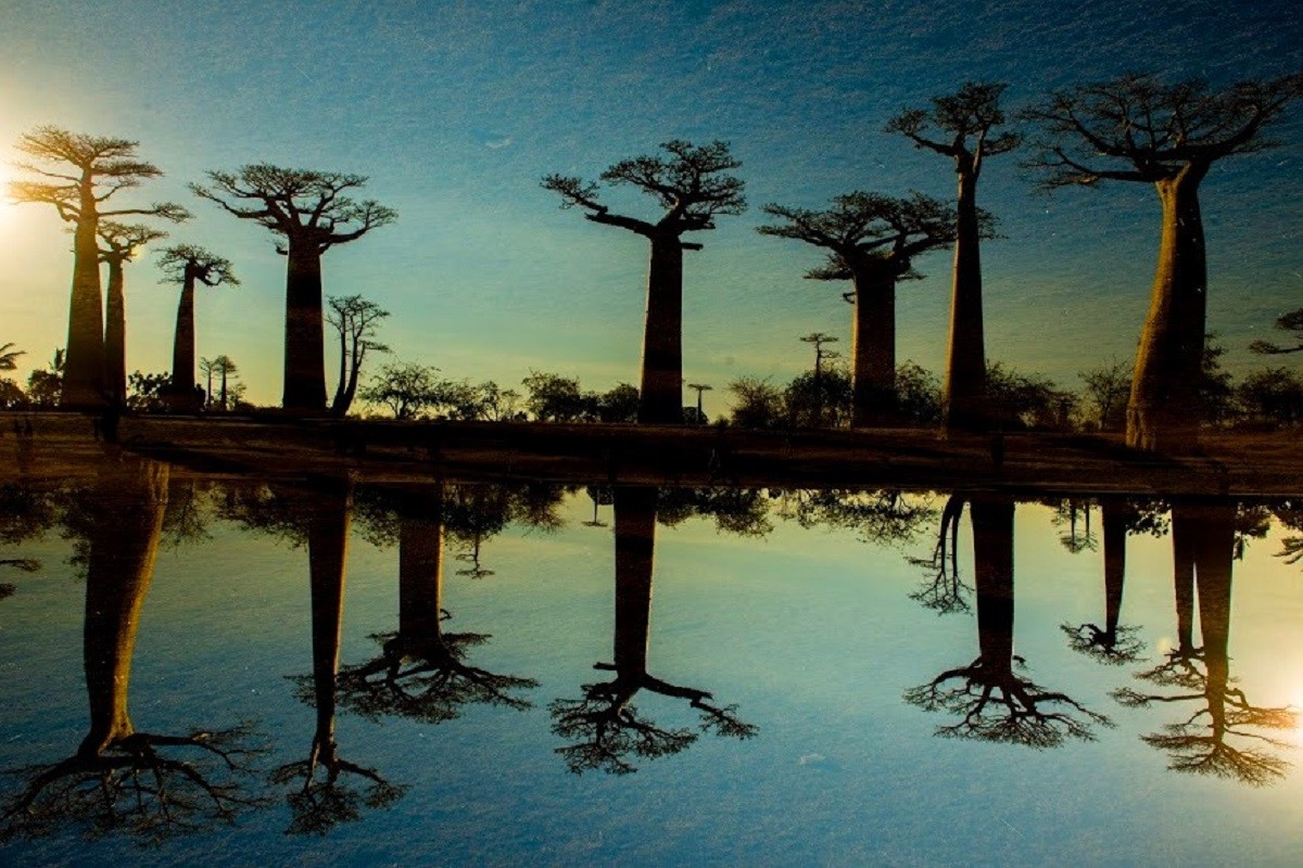 ALLEE DES BAOBABS PAR FRANCKY DOVAN