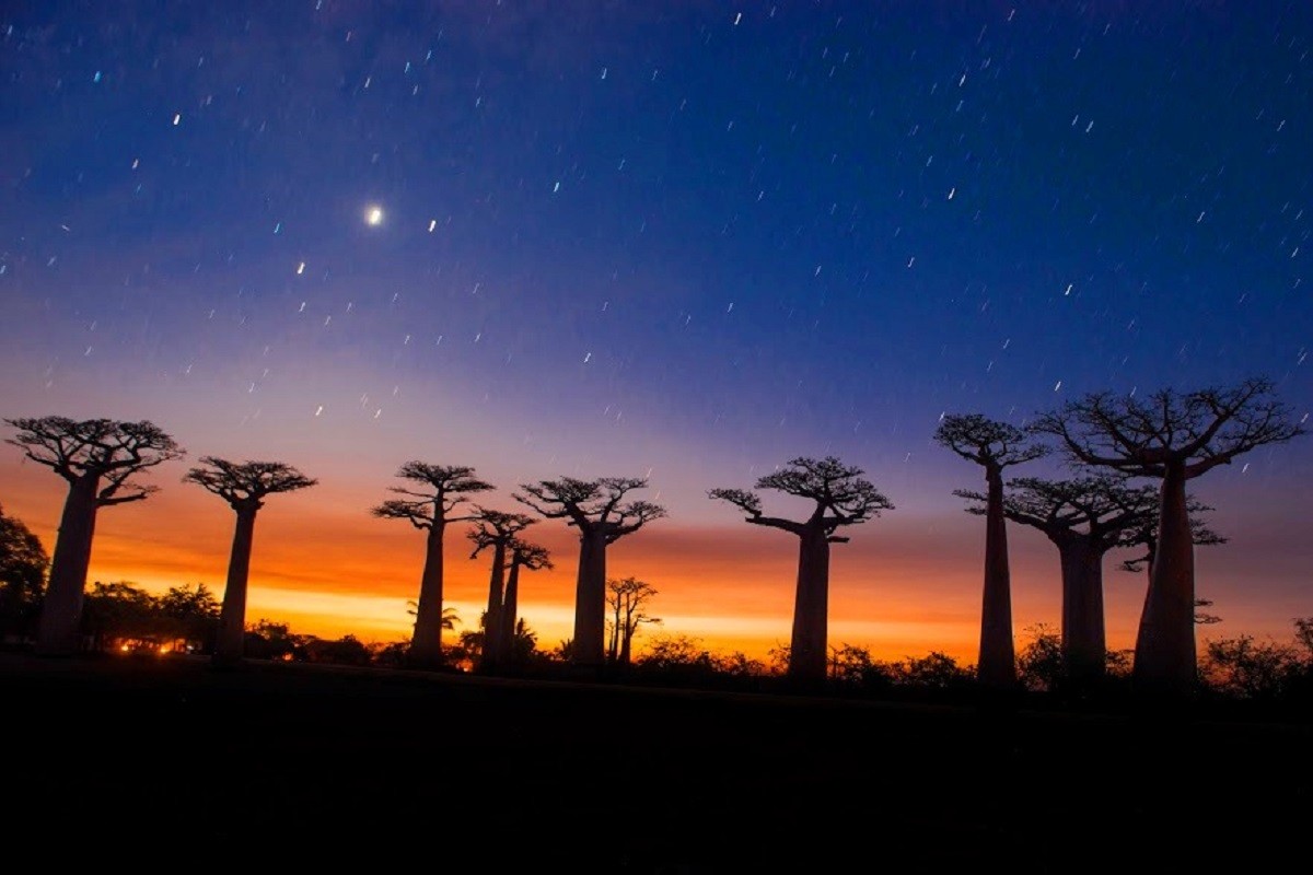 ALLEE DES BAOBABS PAR FRANCKY DOVAN