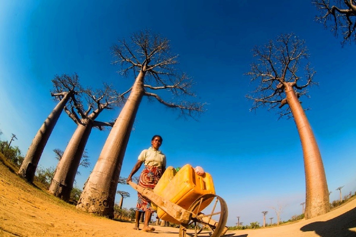 ALLEE DES BAOBABS PAR FRANCKY DOVAN