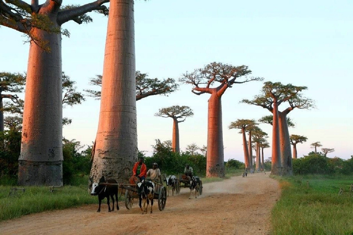 ALLEE DES BAOBABS  MORONDAVA