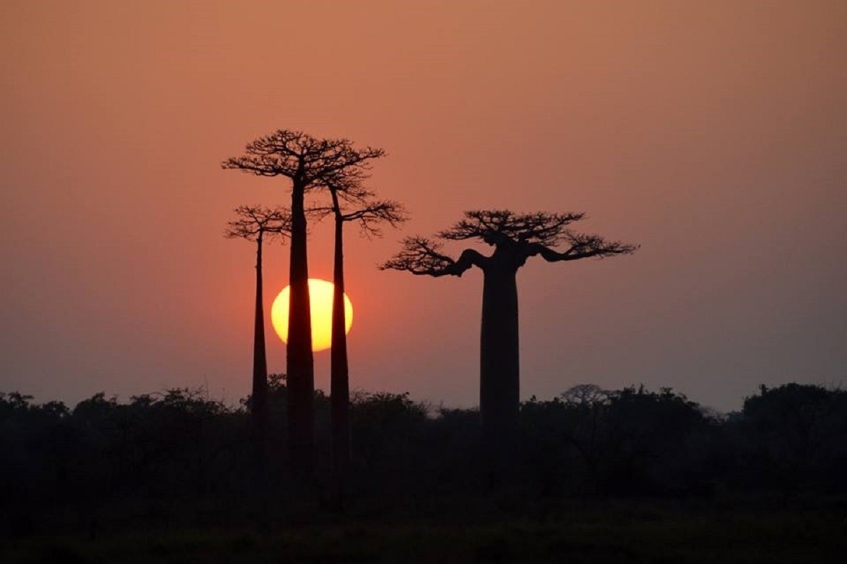 ALLEE DES BAOBABS  MORONDAVA