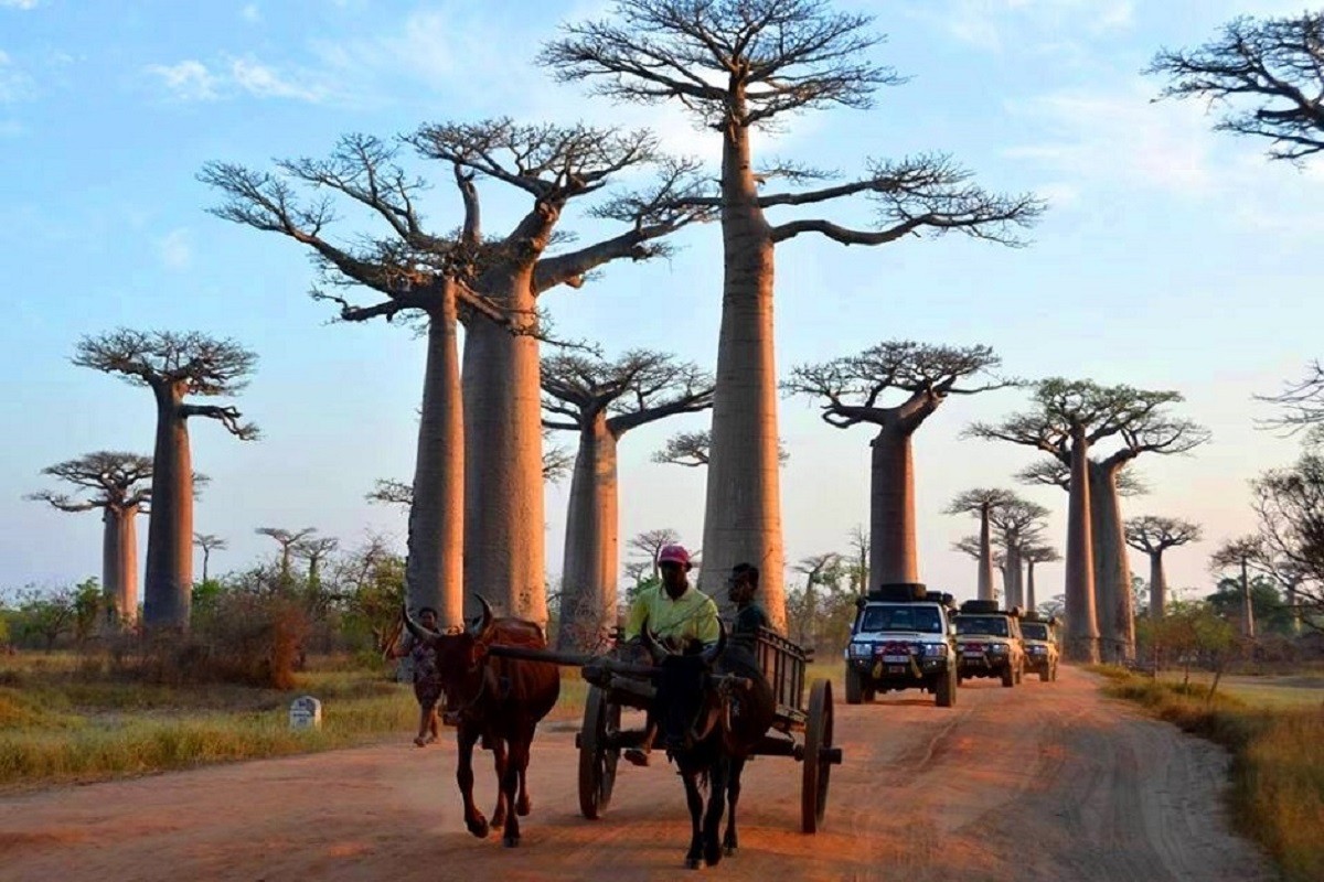 ALLEE DES BAOBABS  MORONDAVA