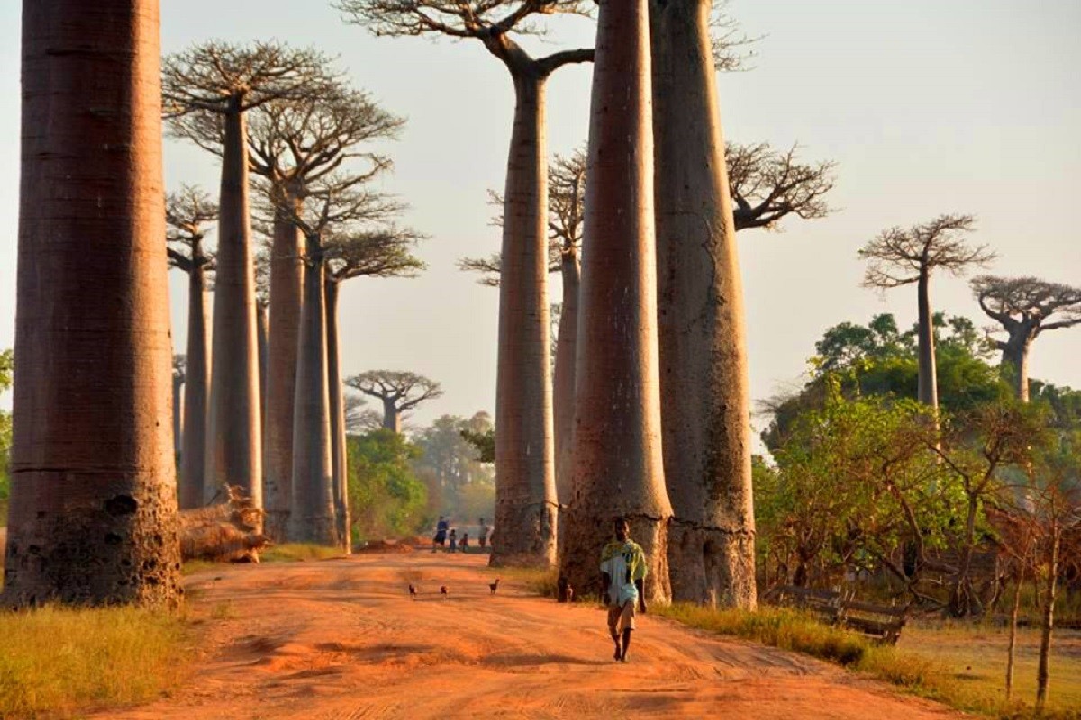 ALLEE DES BAOBABS