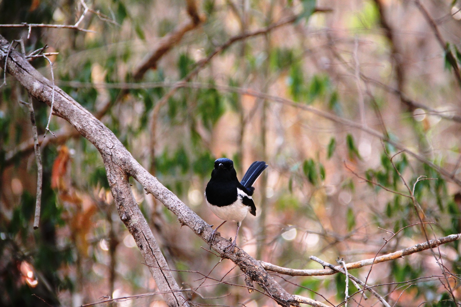 LA RESERVE FORESTIERE DE KIRINDY