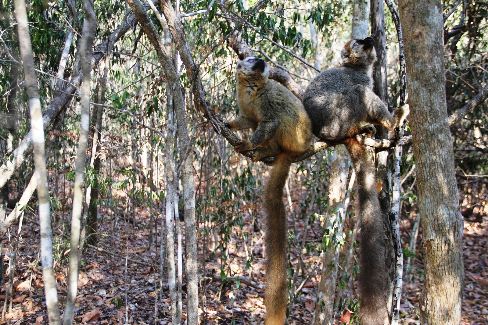 LA RESERVE FORESTIERE DE KIRINDY