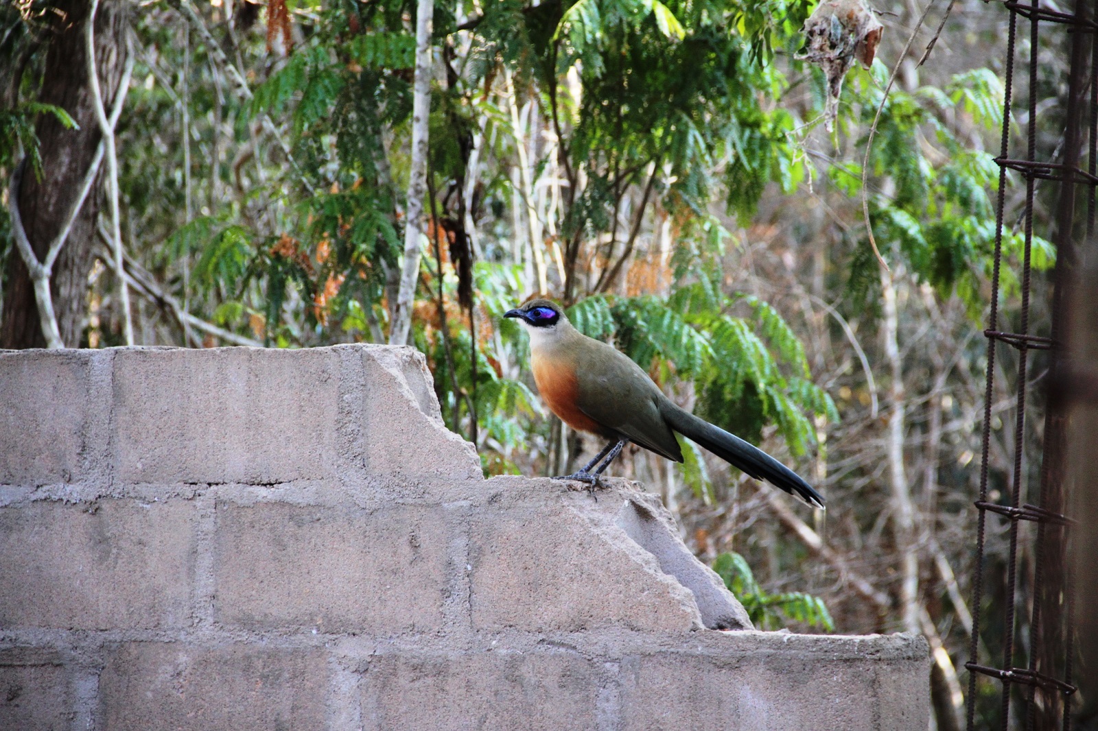 LA RESERVE FORESTIERE DE KIRINDY