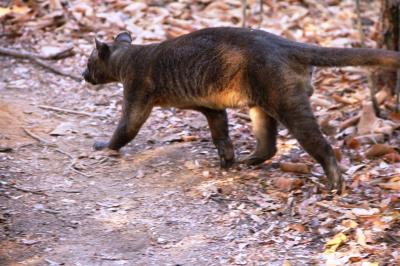 LA RESERVE FORESTIERE DE KIRINDY