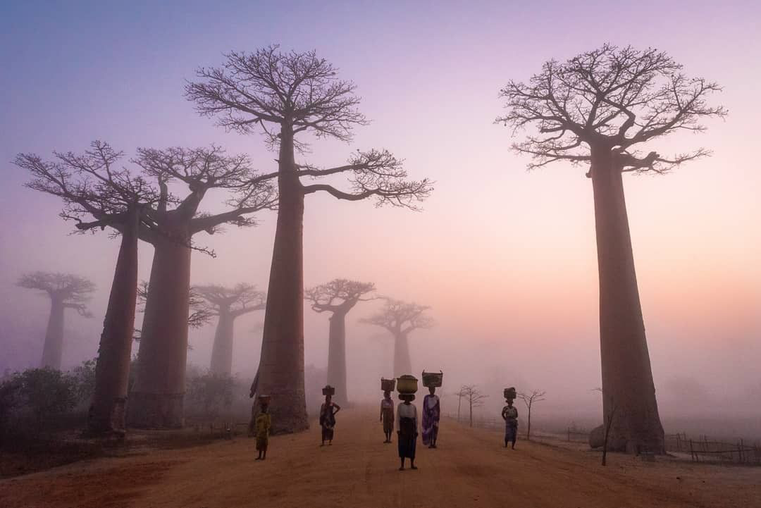 allée baobab au matin