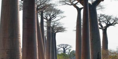 Agence de voyage lemuria tours