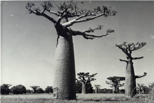 Allee des baobabs 1950