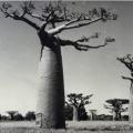 1950-Allee des baobabs