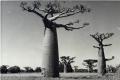1950-Allee des baobabs