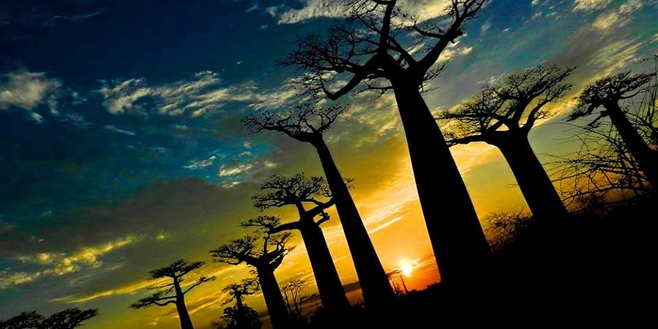 Allee des baobabs coucher de soleil 2