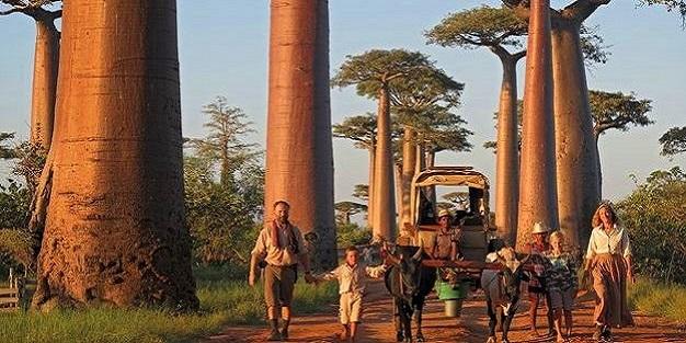 L' ALLEE DES BAOBABS