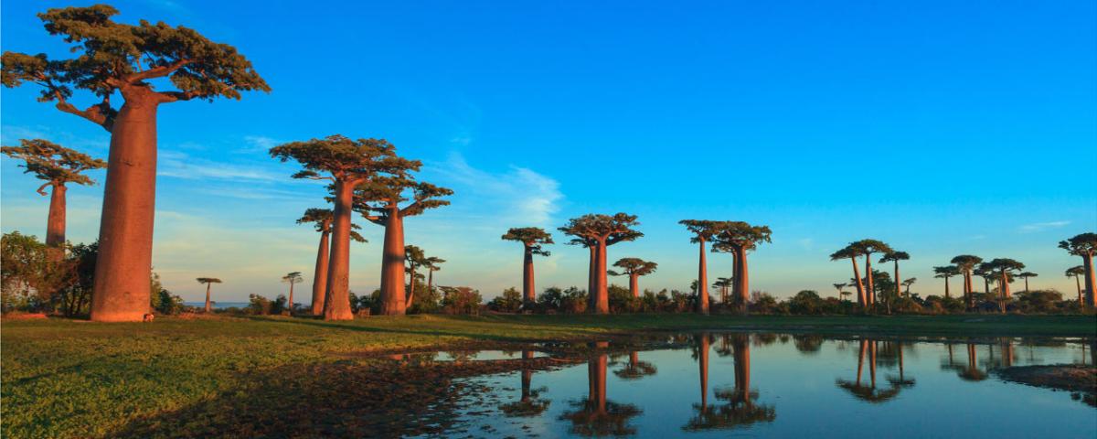 allee baobab
