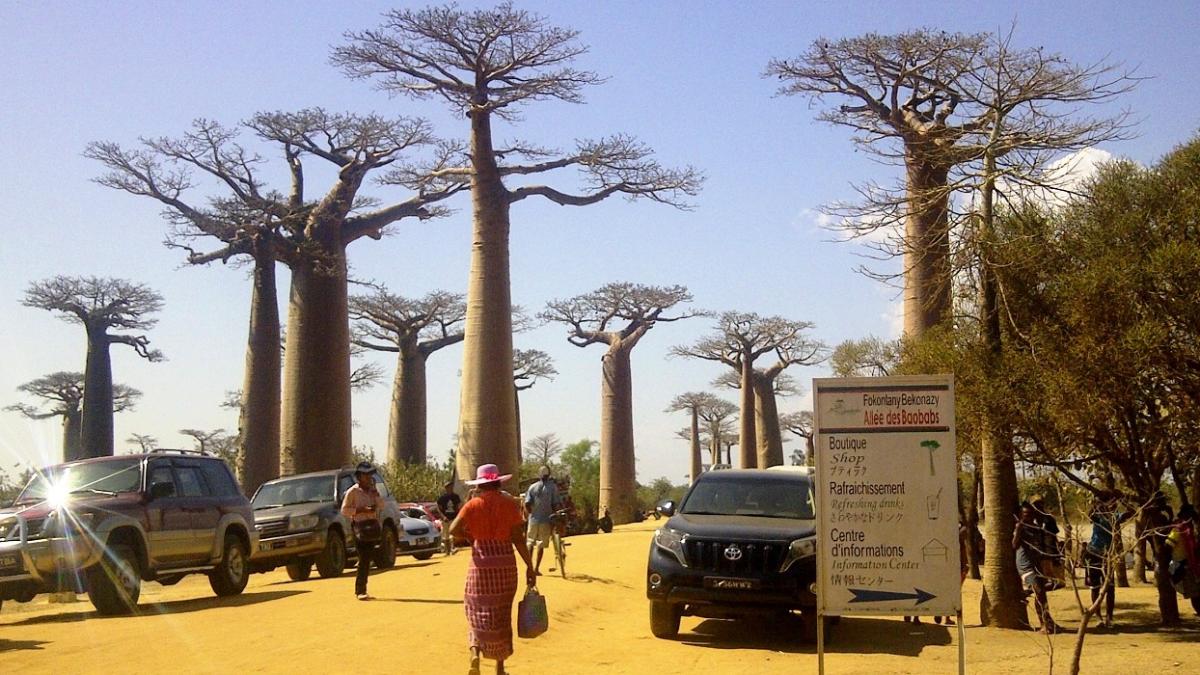 Allée des Baobabs : de nouveaux aménagements et lieux d'accueil