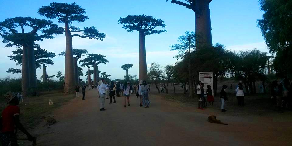 L'allée des baobabs