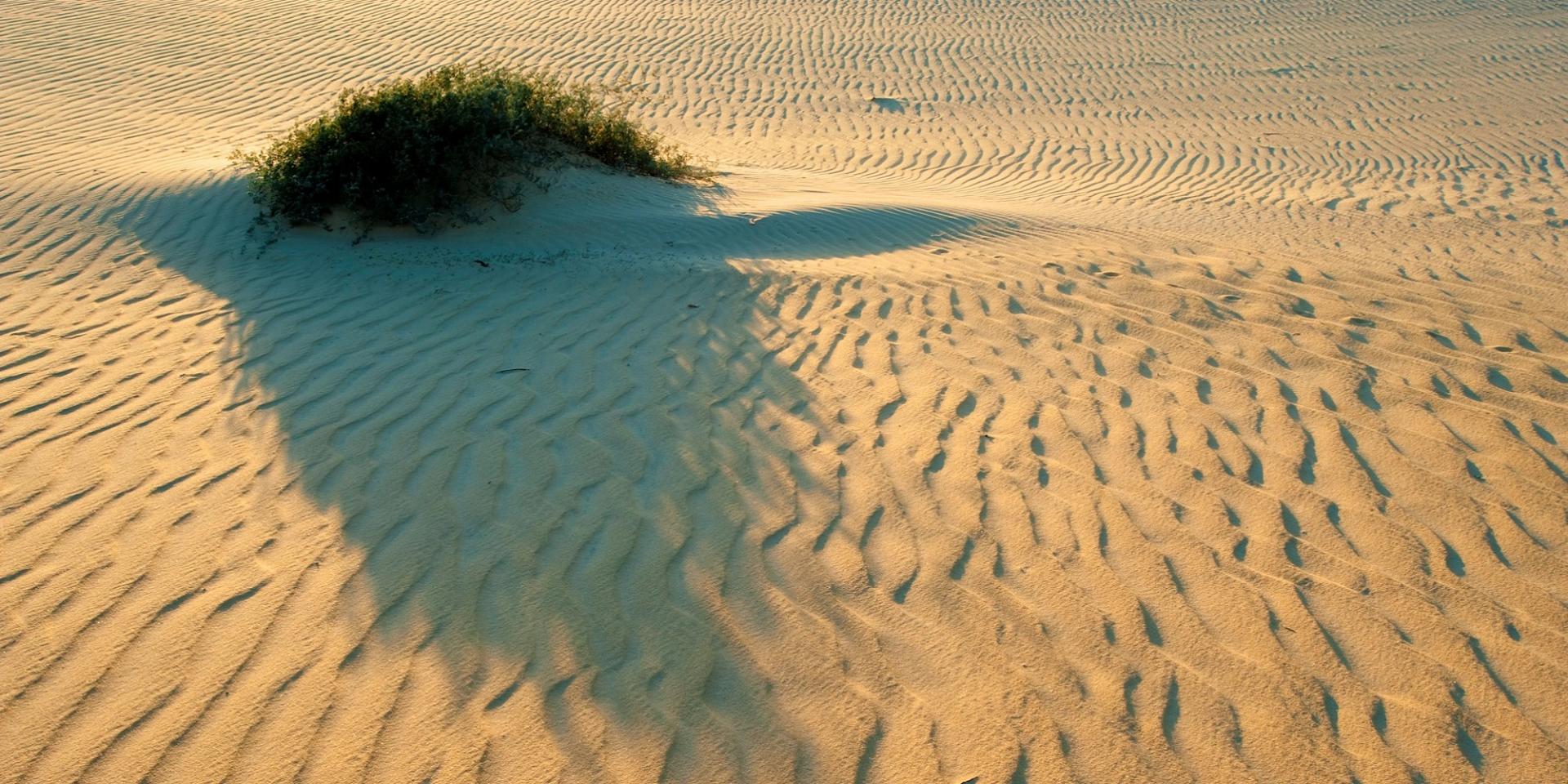 Le Parc national de Kirindy Mitea 