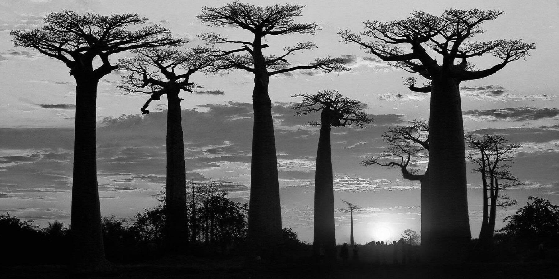 MORONDAVA, THE LAND OF GIANTS