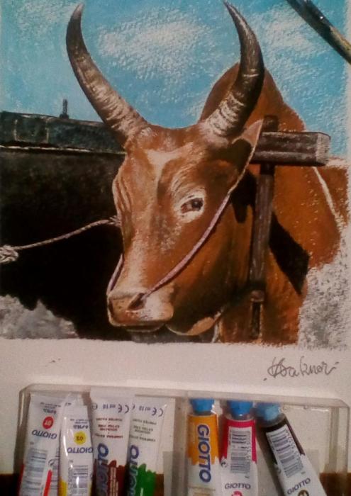 Zebu fini